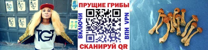 Купить закладки  Магадан  Галлюциногенные грибы Psilocybine cubensis 